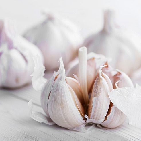 Garlic